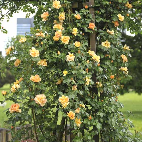 Trandafir urcător Redova ®, С5 imagine 1 articol 6182