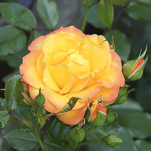 Trandafir urcător Redova ®, С5 imagine 2 articol 6182