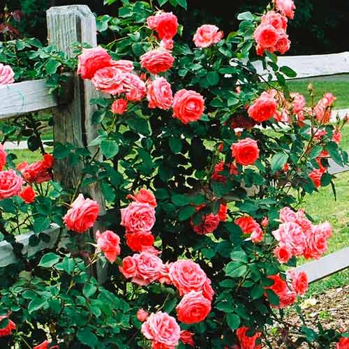 Trandafir urcător Salmon imagine 1 articol 5891