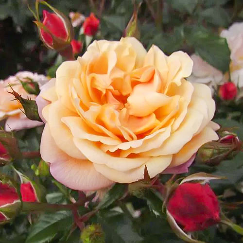 Trandafir urcător Susie ®, С5 imagine 2 articol 6183