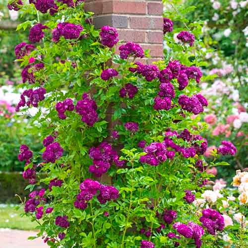 Trandafir urcător Violet imagine 1 articol 5894