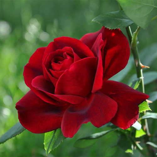 Trandafir urcător Wainwright imagine 1 articol 3650