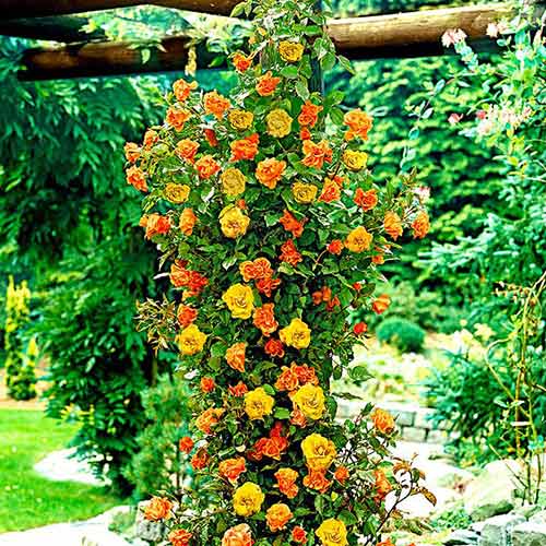 Trandafir urcător Yellow Orange imagine 1 articol 3643