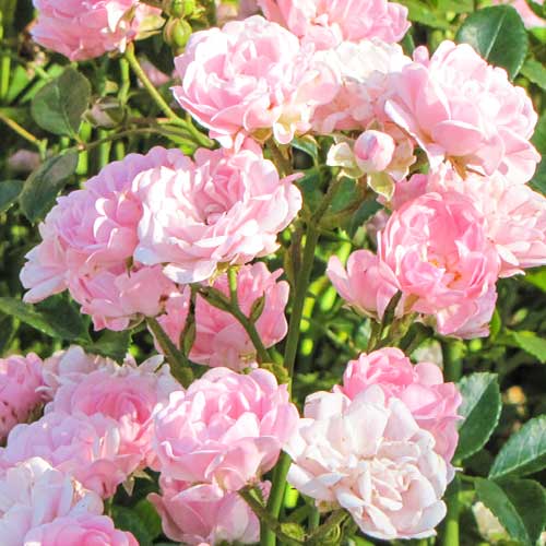 Trandafir Virgo Fairy imagine 1 articol 5011