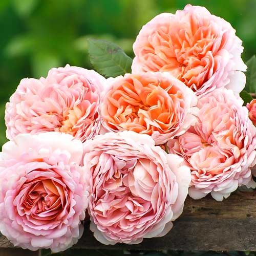 Trandafiri englezesti Abraham Darby articol fotografie 2 Trandafiri englezesti Abraham Darby imagine 2 articol 2207
