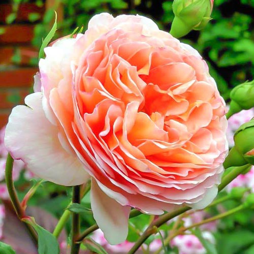 Trandafiri englezesti Abraham Darby articol fotografie 1 Trandafiri englezesti Abraham Darby imagine 1 articol 2207