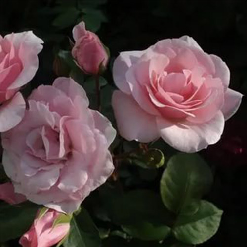 Trandafir floribunda Diademe Rose articol fotografie 1 Trandafir floribunda Diademe Rose imagine 1 articol 2247