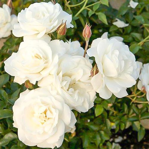 Trandafir floribunda Diademe White articol fotografie 1 Trandafir floribunda Diademe White imagine 1 articol 2248