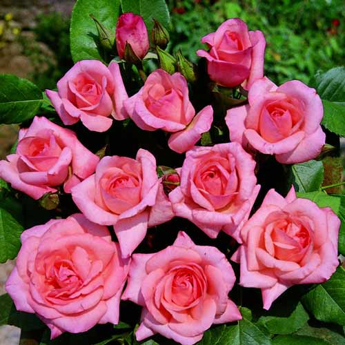 Trandafir Floribunda Gysella imagine 1 articol 2250