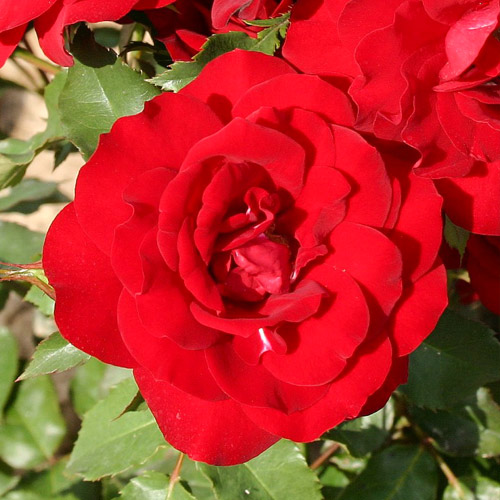 Trandafir Floribunda Heinzelmannchein imagine 1 articol 2251