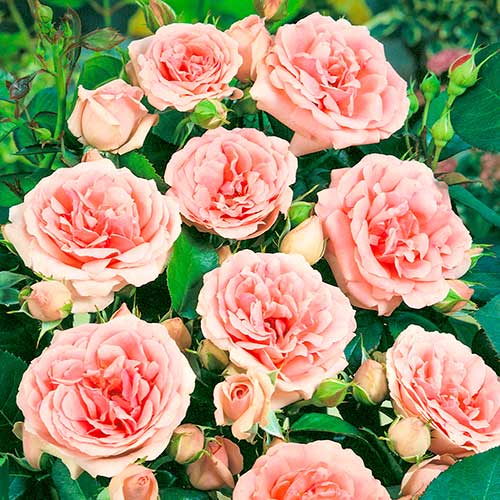 Trandafir floribunda Kimono, root ball imagine 1 articol 2253