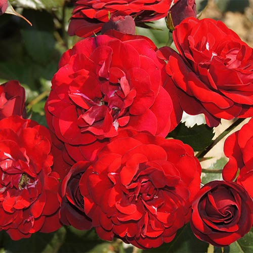Trandafir floribunda Satchmo imagine 1 articol 2258