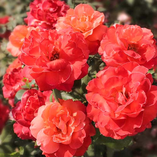 Trandafir Floribunda Super Truper imagine 1 articol 2259
