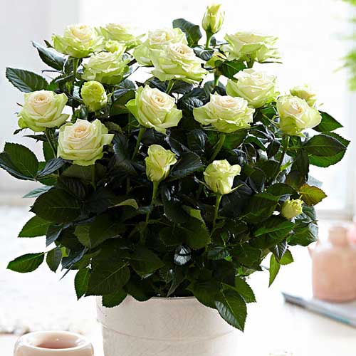 Trandafiri miniatur Green Glow articol fotografie 1 Trandafiri miniatur Green Glow imagine 1 articol 2232