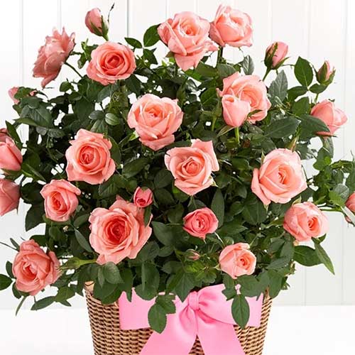 Trandafiri miniatur Lydia imagine 1 articol 2234