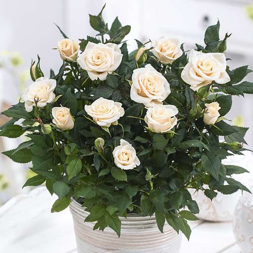 Trandafiri miniatur Snow Dance imagine 1 articol 2241