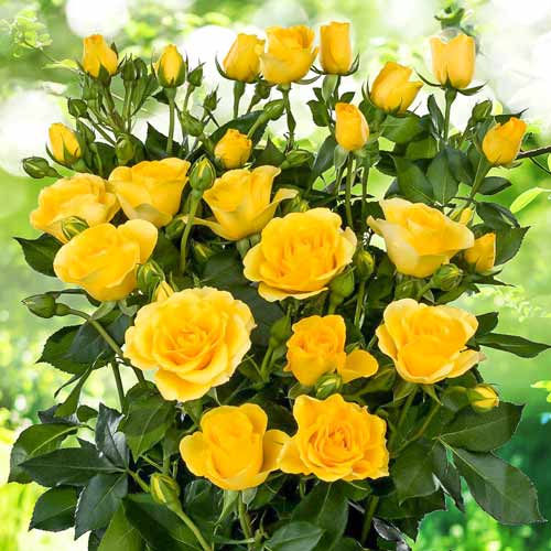 Trandafiri miniatur Sun City imagine 1 articol 2240