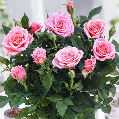 Trandafiri miniatur Victoria articol fotografie 1 Trandafiri miniatur Victoria imagine 1 articol 2230