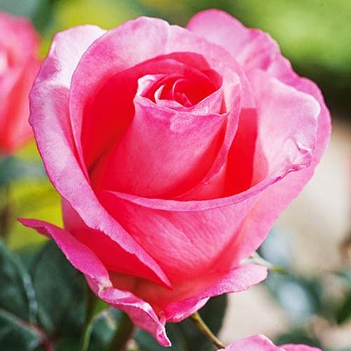 Trandafir Teahibrid Diane imagine 1 articol 2269