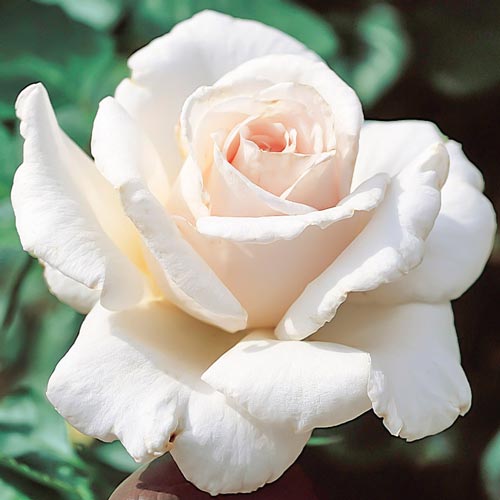 Trandafir Teahibrid Hermina/Helena imagine 1 articol 2278