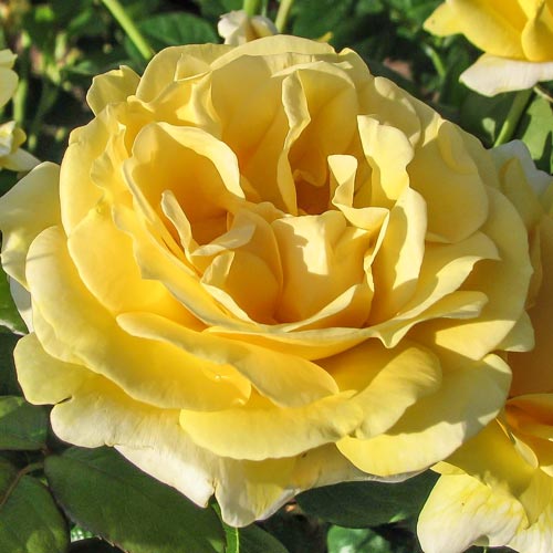 Trandafir Teahibrid Michel Angelo imagine 1 articol 2288