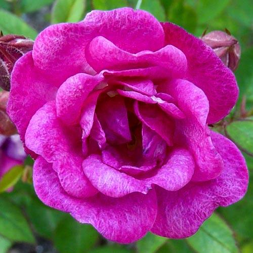 Trandafir Teahibrid Perla de Alcanada imagine 1 articol 2294