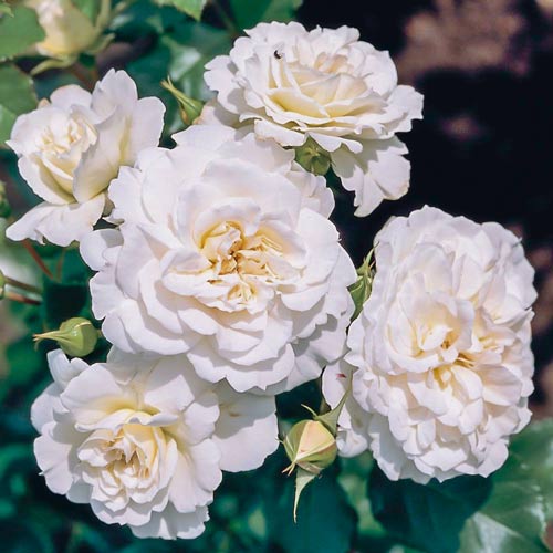 Trandafir Teahibrid Sneprinsesse imagine 1 articol 2297