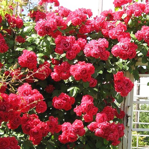 Trandafir (Rosa) urcător Don Juan imagine 1 articol 2301