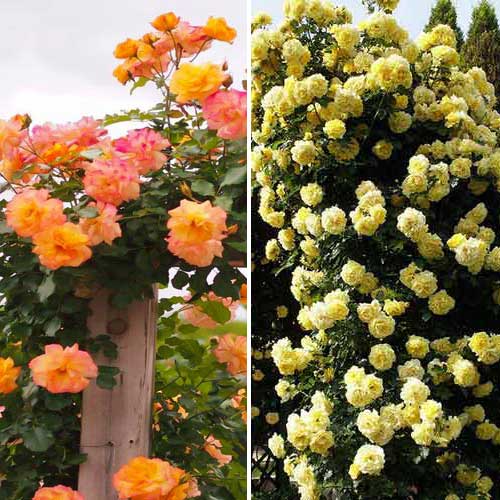 Super ofertă! Trandafiri urcători Duo, 2 soiuri imagine 1 articol 2332