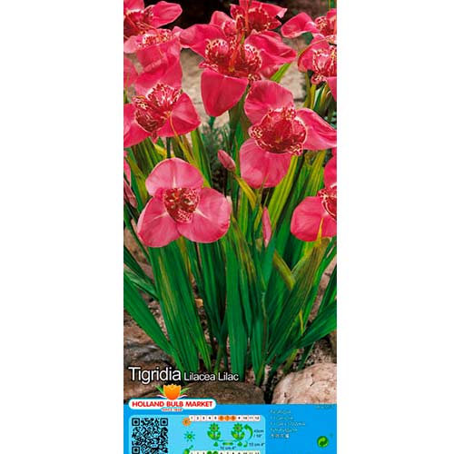 Tigridia Lilac imagine 1 articol 76502