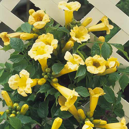 Trompetă cățărătoare Flava, C2 imagine 1 articol 8210