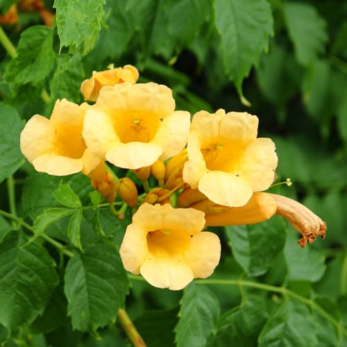 Trompetă cățărătoare Judy imagine 1 articol 9153