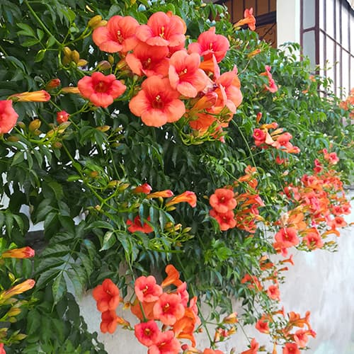 Trompetă cățărătoare, P9 imagine 1 articol 9181