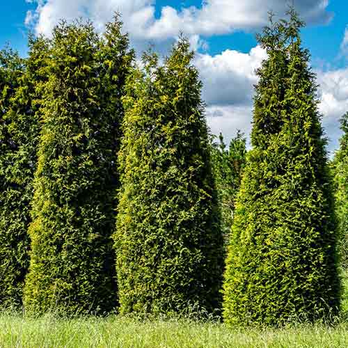 Tuia Gelderland imagine 1 articol 4522