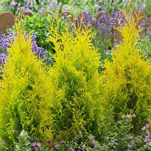 Tuia Golden Anne imagine 1 articol 4516