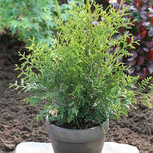 Tuia King of Brabant imagine 1 articol 4518