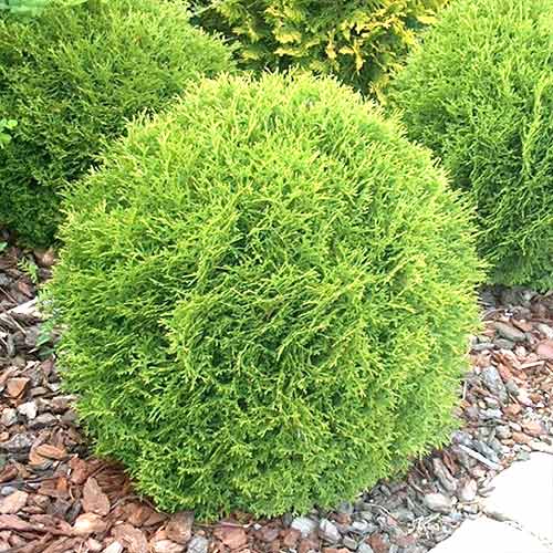 Tuia Little Champion imagine 1 articol 4519