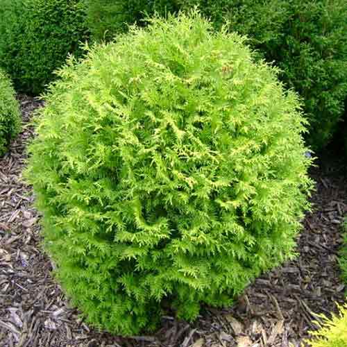 Tuia Little Boy imagine 1 articol 4523