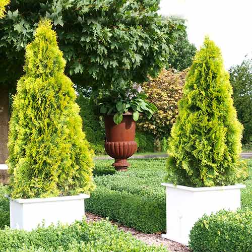 Tuia occidentalis Golden Smaragd imagine 1 articol 9450