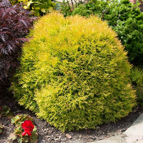 Tuia Rheingold imagine 1 articol 9414