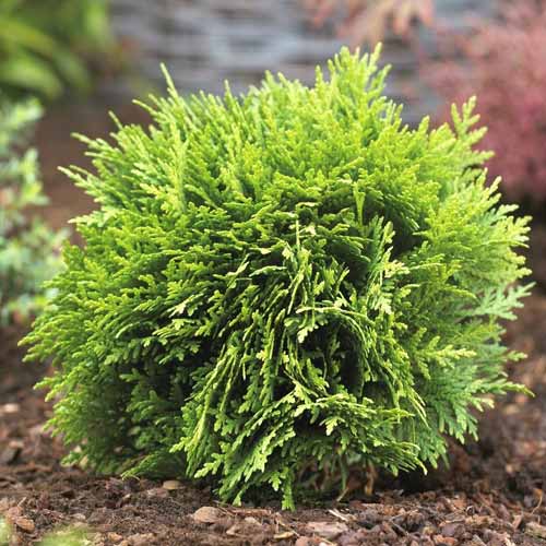 Tuia Danica, C2 imagine 1 articol 7750