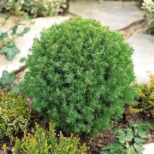 Tuia Teddy, C2 imagine 1 articol 7753