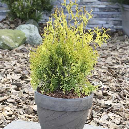 Tuia (Thuja) Yellow Ribbon, C3 imagine 1 articol 7755