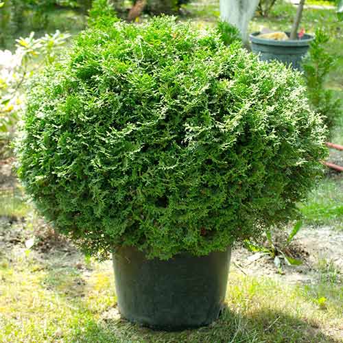 Tuia Tiny Tim imagine 1 articol 4520