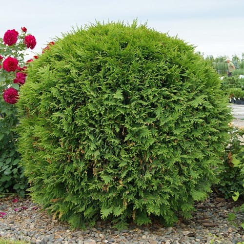 Tuia Woodwardii imagine 1 articol 4521