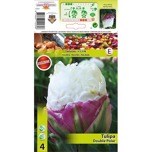 Lalele Double Polar articol fotografie 1 Lalele Double Polar imagine 1 articol 67485