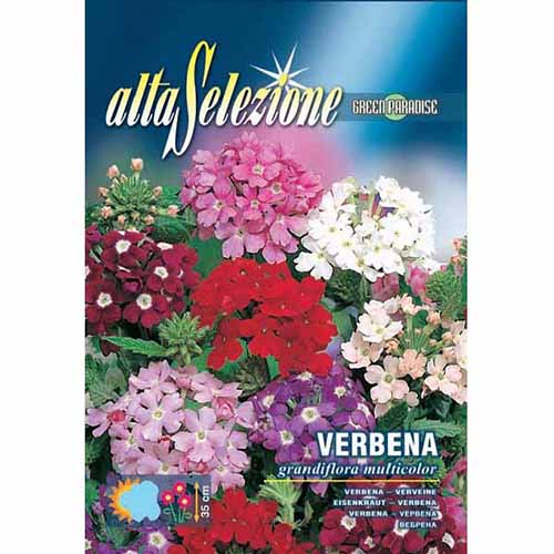 Urzică cu flori mari, mix multicolor articol fotografie 1 Urzică cu flori mari, mix multicolor imagine 1 articol 96370