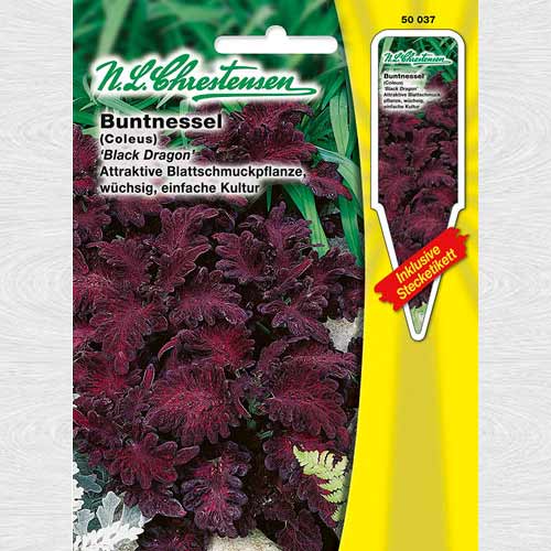 Urzică decorativă (Coleus) Black Dragon articol fotografie 1 Urzică decorativă (Coleus) Black Dragon imagine 1 articol 69273