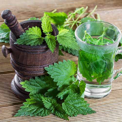 Urzică articol fotografie 1 Urzică imagine 1 articol 66988