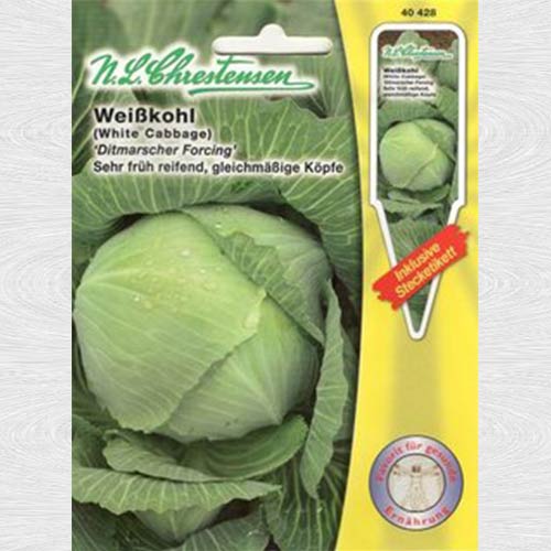 Varză albă Dithmarscher Forcing articol fotografie 1 Varză albă Dithmarscher Forcing imagine 1 articol 69212